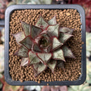Echeveria 'Purpusorum' White Form 1" Selected Clone Succulent Plant