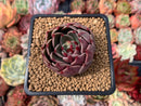 Echeveria Agavoides 'Rudolph' 2" Succulent Plant