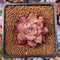 Echeveria 'Pink Fairy' 1" New Hybrid Succulent Plant
