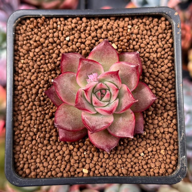 fairy succulent plants Echeveria 'Pink Fairy' 1" New Hybrid Succulent Plant – True Succulents Plant Co