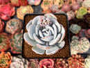 Echeveria 'Laui' 2"-3" Powdery Succulent Plant