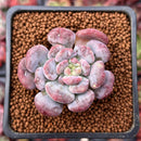 Echeveria 'Lepe' 1" Succulent Plant