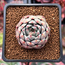 Echeveria Hybrid sp. 2" Succulent Plant
