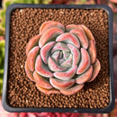 Echeveria 'Mona Lisa' 2" Succulent Plant