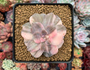 Quetzalcoatlia 'Pentandra Superba' Variegated 2" Succulent Plant (Formerly Graptopetalum 'Pentandrum Superbum' Variegated)