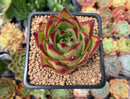 Echeveria Agavoides 'Lipstick' 2"-3" Succulent Plant