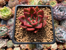 Echeveria Agavoides 'Sharmon' 2" Succulent Plant