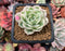 Echeveria 'Compton Carousel' Variegated 2" Small Succulent Plant