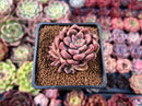 Echeveria 'Black Pettla' Cluster 2" New Hybrid Succulent Plant