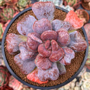 Echeveria 'Pagoda' 4" Succulent Plant