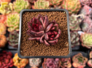 Echeveria Agavoides 'Nike' 1"-2" Cluster Succulent Plant