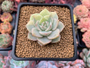Echeveria 'Hakubotan' Variegated 1"-2" Succulent Plant