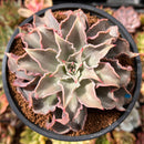Echeveria 'Madiba' 5" Succulent Plant