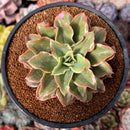 Echeveria 'Yamatoren' 4" Succulent Plant