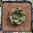 Echeveria Agavoides 'Black Rose' 2" Succulent Plant