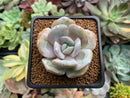 Echeveria 'Cream Tea' 2" Powdery Succulent Plant