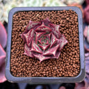 Echeveria 'Longissima' 1" Small Succulent Plant