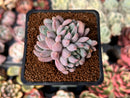 Echeveria 'Hamilton' 2" Cluster Succulent Plant