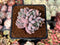 Echeveria 'Hamilton' 2" Cluster Succulent Plant