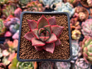 Echeveria Agavoides 'Red Pop' 2" Succulent Plant