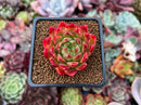 Echeveria Agavoides 'Angela Star' 1"-2" Succulent Plant