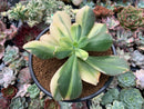 Echeveria 'Jyulia' Variegated 4" Succulent Plant
