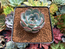 Echeveria 'Prada' 1"-2" Succulent Plant