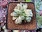 Haworthia 'Retusa' Variegated 2"-3" Succulent Plant