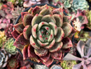 Echeveria Agavoides 'Charlotte' 5" Succulent Plant