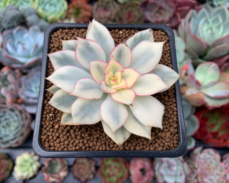 esther succulent Echeveria 'Esther' Variegated 1"-2" Succulent Plant – True Succulents Plant Co