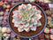 Echeveria 'Esther' Variegated 4" Succulent Plant