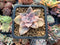 Quetzalcoatlia 'Pentandra Superba' Variegated 1" Succulent Plant (Formerly Graptopetalum 'Pentandrum Superbum' Variegated)