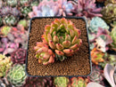 Echeveria Agavoides 'Sarabony' 2"-3" Cluster Succulent Plant