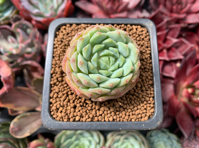 princess succulent Echeveria 'Ruby Princess' 1" Succulent Plant – True Succulents Plant Co
