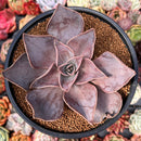 Echeveria 'Rodolfi' 4" Succulent Plant