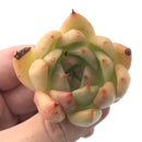 Echeveria Agavoides 'Redkus' 2" Succulent Plant