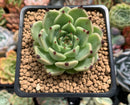 Echeveria Agavoides 'Sarabony' 2" Succulent Plant