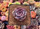 Echeveria 'Mirine' 1"-2" Succulent Plant