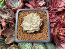 Echeveria 'Margaret' Variegated 1" Succulent Plant