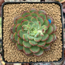 Echeveria 'Pink Top' 3" Succulent Plant