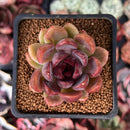 Echeveria 'Violet Cheese' 2" Succulent Plant