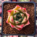 Echeveria Agavoides 'Ilya' 1" Succulent Plant