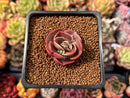 Echeveria 'Red Tan' 1" Succulent Plant