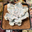 Echeveria 'Crispate Beauty' 2"-3" Powdery Succulent Plant