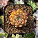 Echeveria 'Carnelian' 1" Succulent Plant