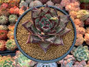 Echeveria Agavoides 'Ebony Superclone' 5" Succulent Plant