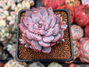 Echeveria 'Lulu' 2" Succulent Plant