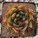 Echeveria Agavoides 'Lemon Tree' 2"-3" Succulent Plant