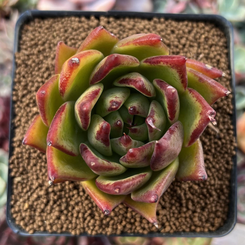 Echeveria Agavoides 'Lemon Tree' 2