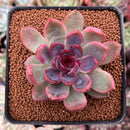 Echeveria 'Black Rose' Hybrid 1"-2" Succulent Plant